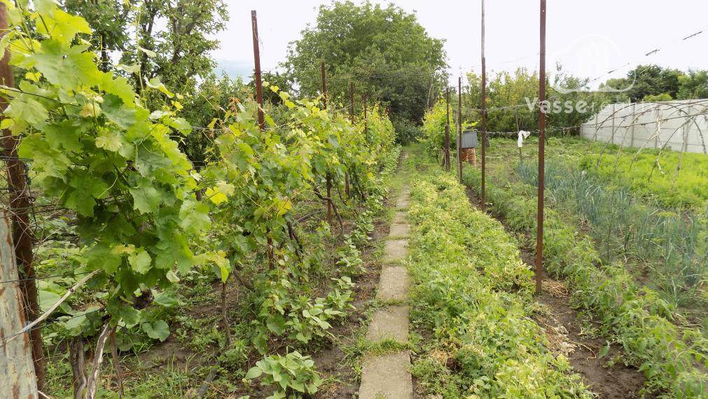 Tehlový 3 izb. dom v obľúbenej vinohradnickej obci Strekov pri Štúrove 27 km .