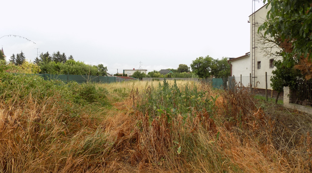 Na predaj rovinatý pozemok  v obci Bíňa -1088m2 pri Štúrove .