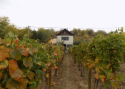 Na predaj viničný domček s vinicou pri Štúrove - fotografia 2