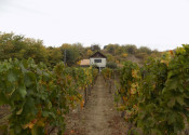 Na predaj viničný domček s vinicou pri Štúrove - fotografia 15