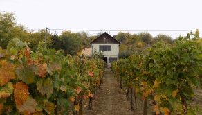 Na predaj viničný domček s vinicou pri Štúrove - fotografia 2