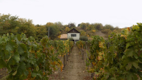 Na predaj viničný domček s vinicou pri Štúrove - fotografia 15