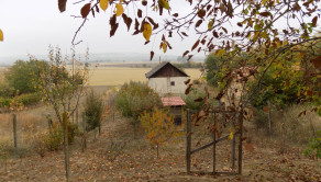 Na predaj viničný domček s vinicou pri Štúrove - fotografia 18