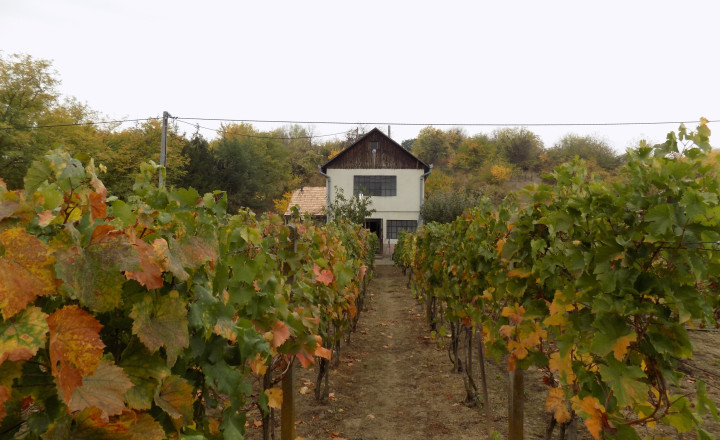 Na predaj viničný domček s vinicou pri Štúrove - fotografia 1