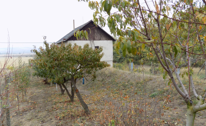 Na predaj viničný domček s vinicou pri Štúrove - fotografia 16